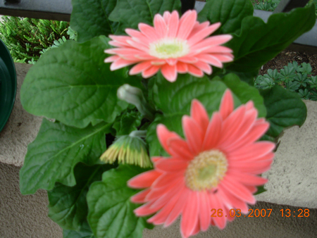 Gerber Daisy